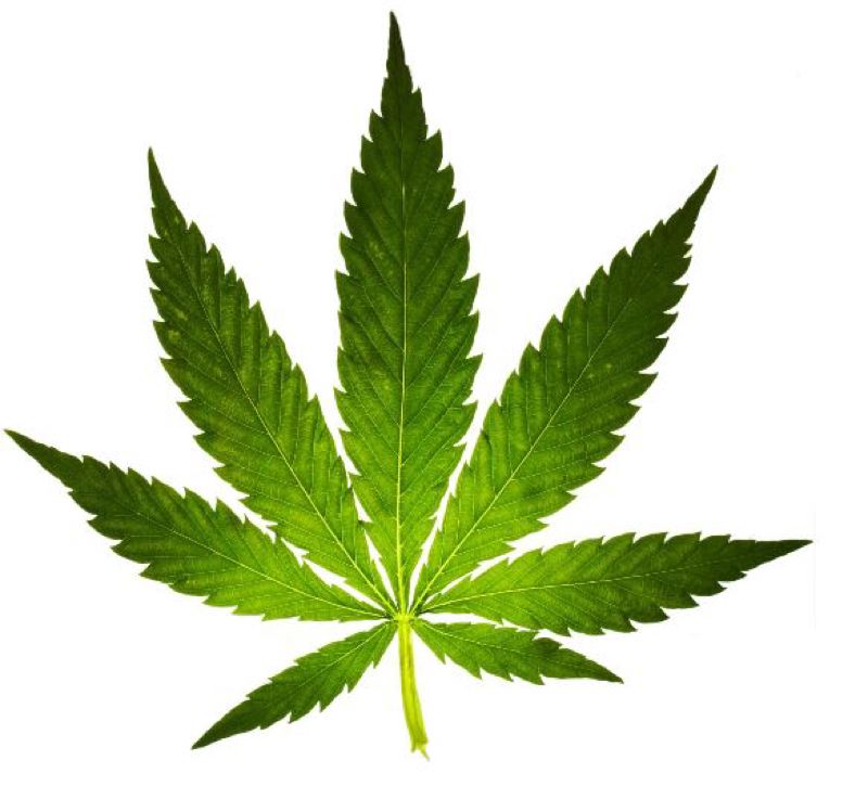 листочек марихуаны